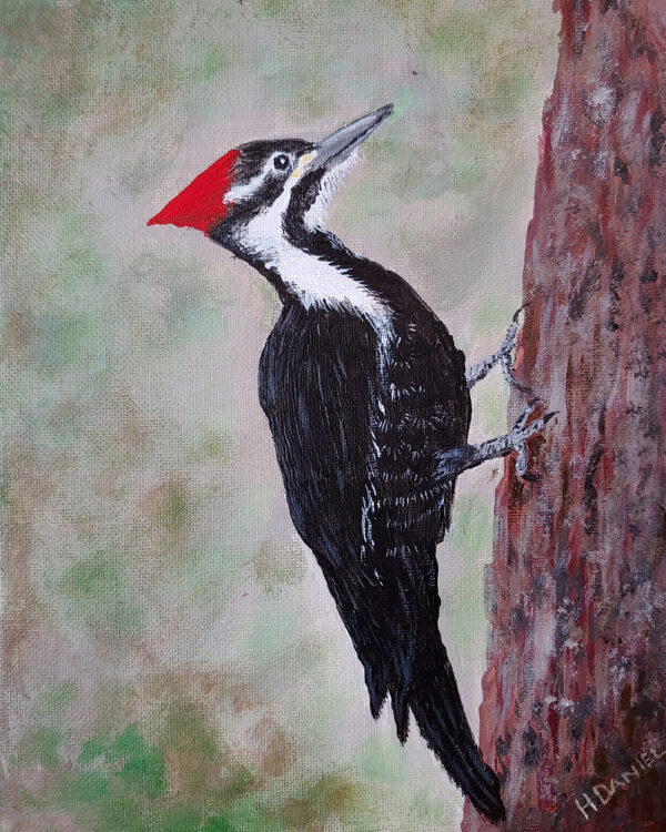 Pileated Woodpecker