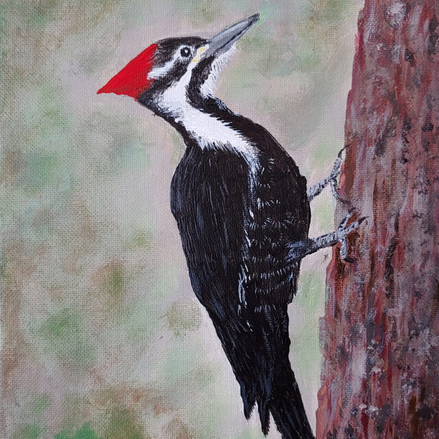 Pileated Woodpecker