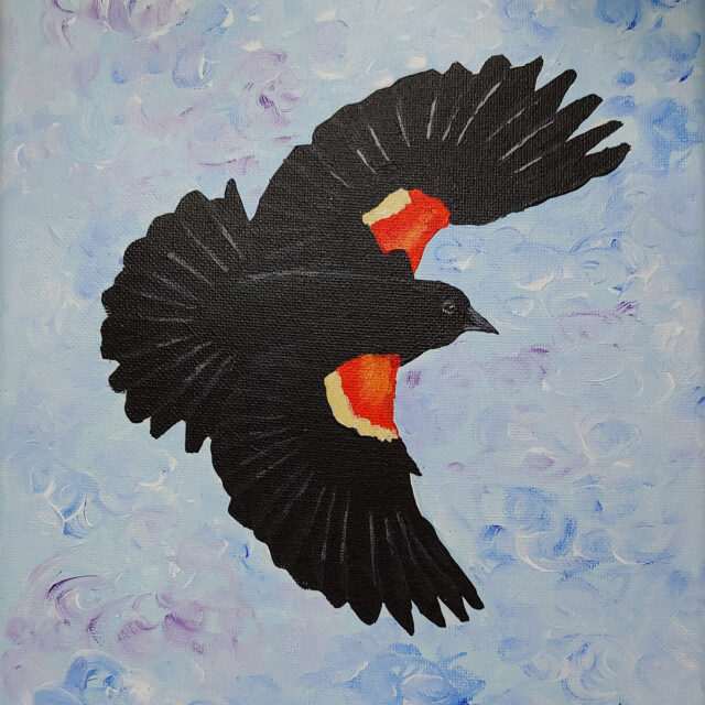 Red-winged Blackbird in Flight #2