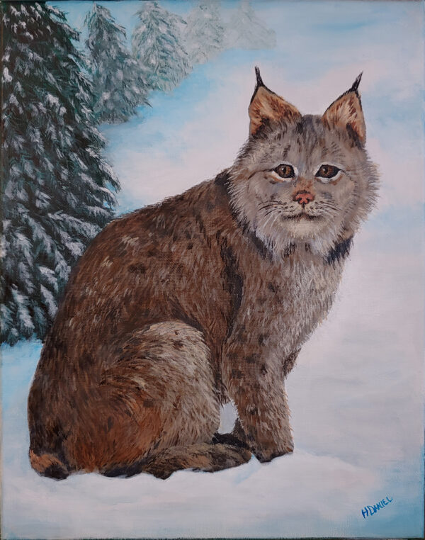 Canada Lynx in Winter