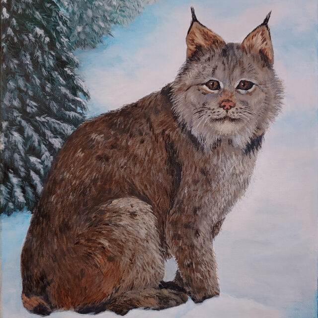 Canada Lynx in Winter