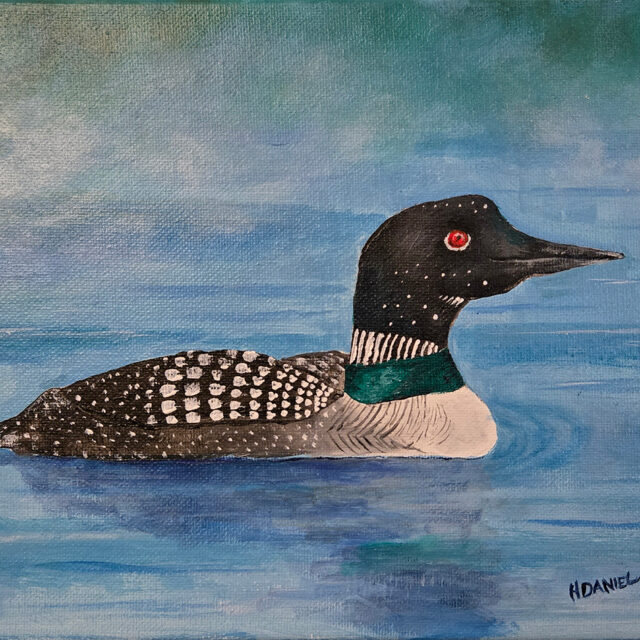 Common Loon