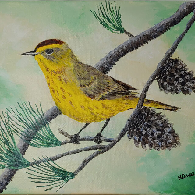 Yellow Palm Warbler in the Pines