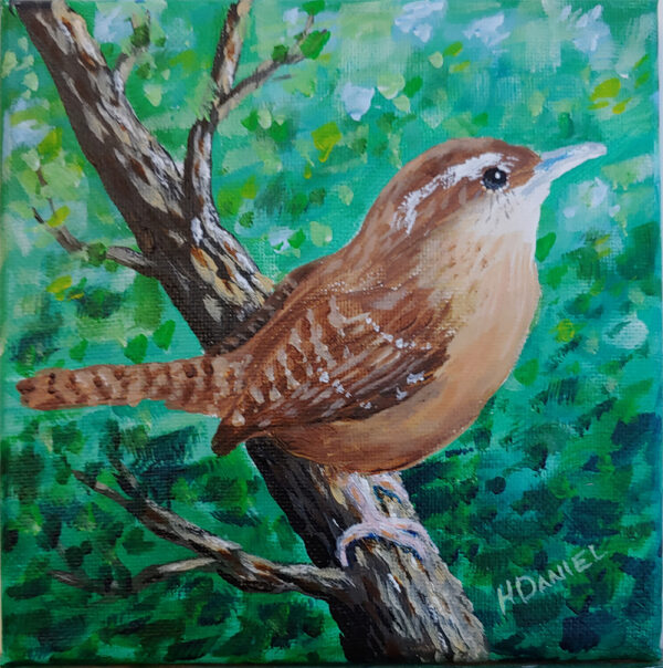 Carolina Wren