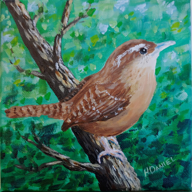 Carolina Wren Looking Right