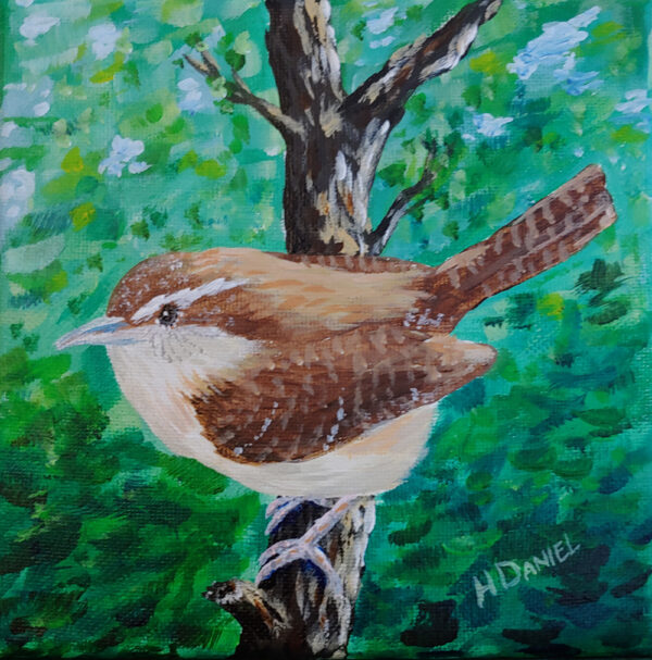 Carolina Wren looking left