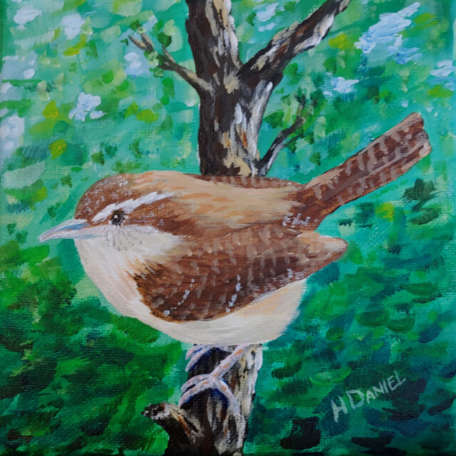 Carolina Wren Looking Left