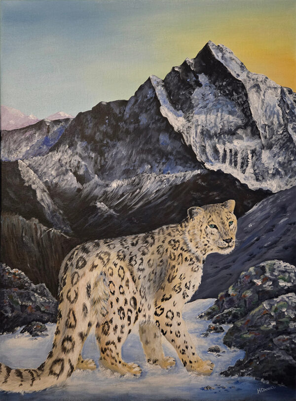 Snow Leopard in the Himalayas