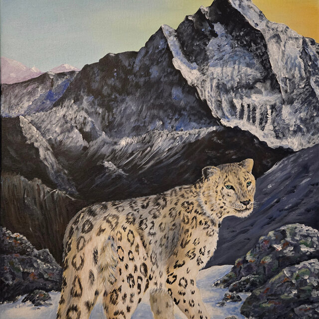 Snow Leopard in the Himalayas