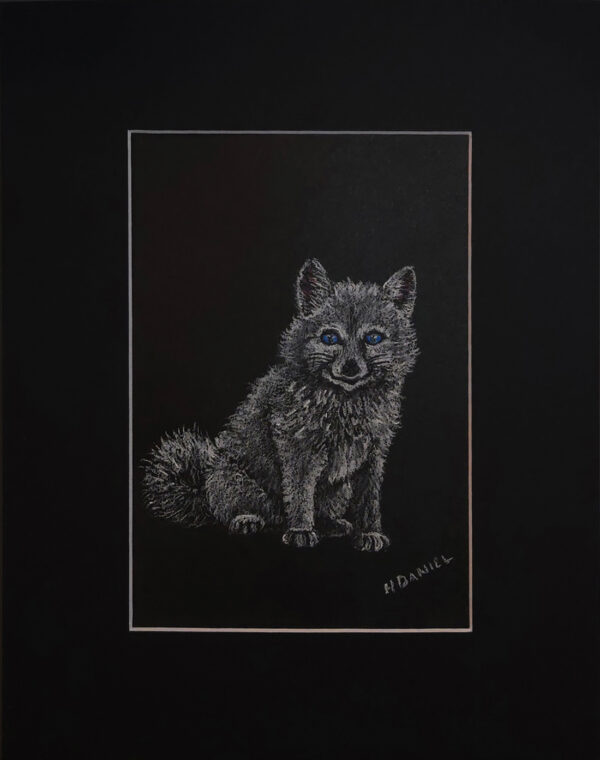 Arctic Fox Kit White Charcoal Drawing