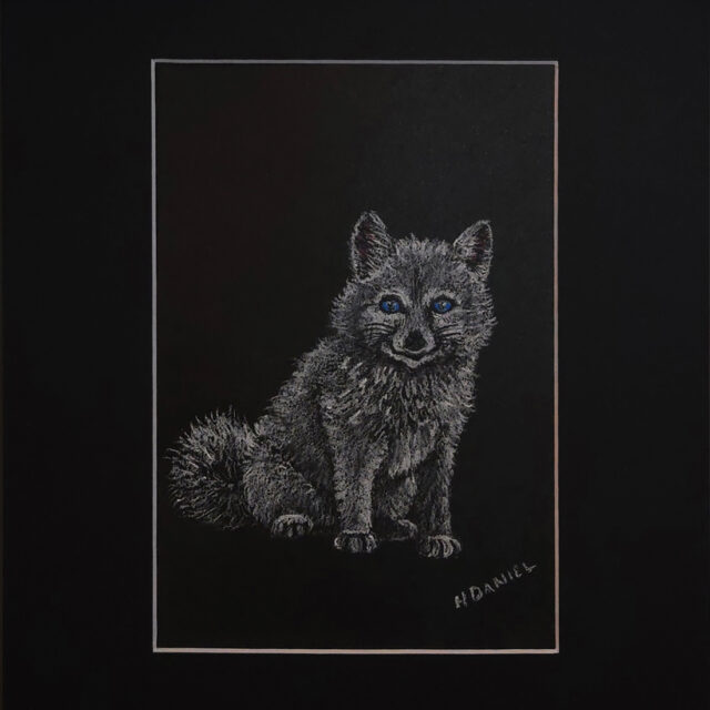 Arctic Fox Kit White Charcoal Drawing