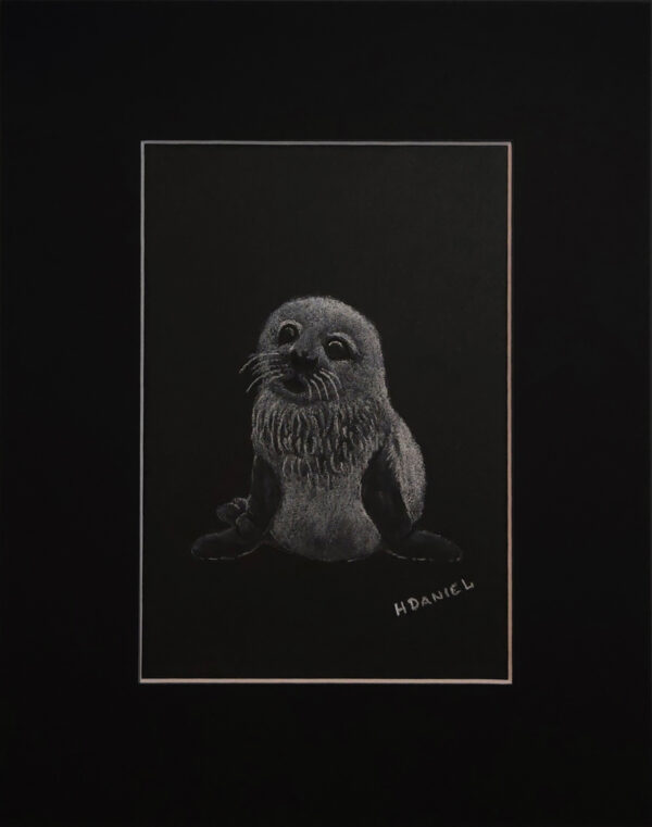 Harp Seal Pup White Charcoal Drawing