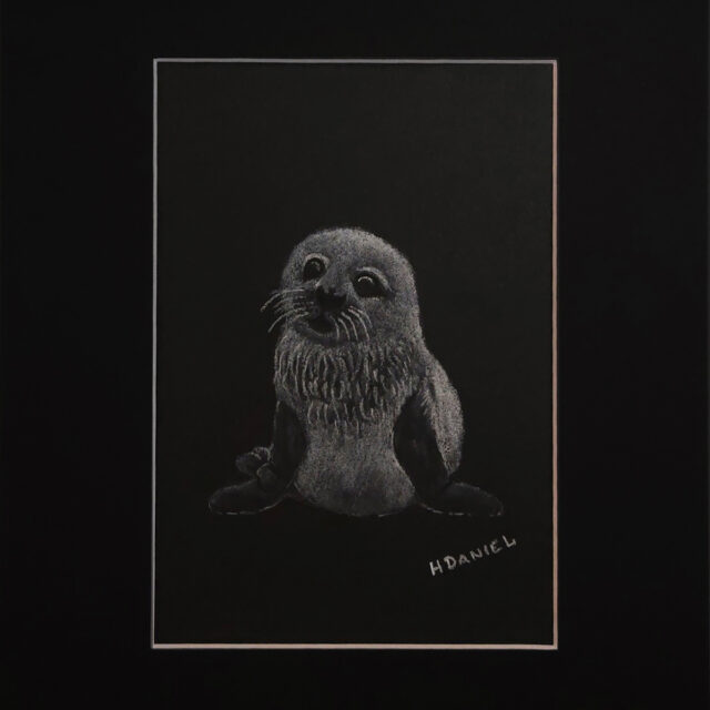 Harp Seal Pup White Charcoal Drawing