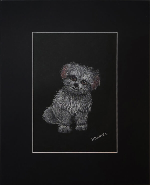 Maltese Puppy White Charcoal Drawing