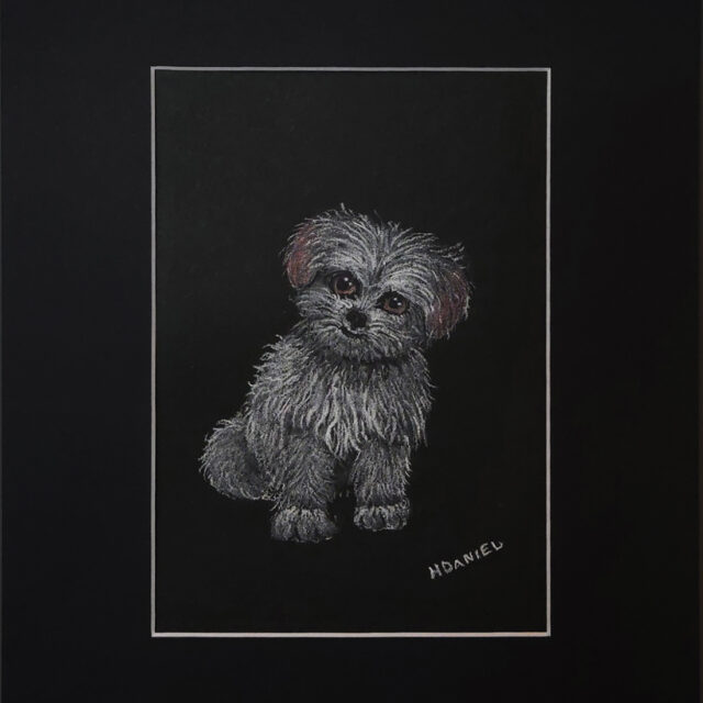 Maltese Puppy White Charcoal Drawing