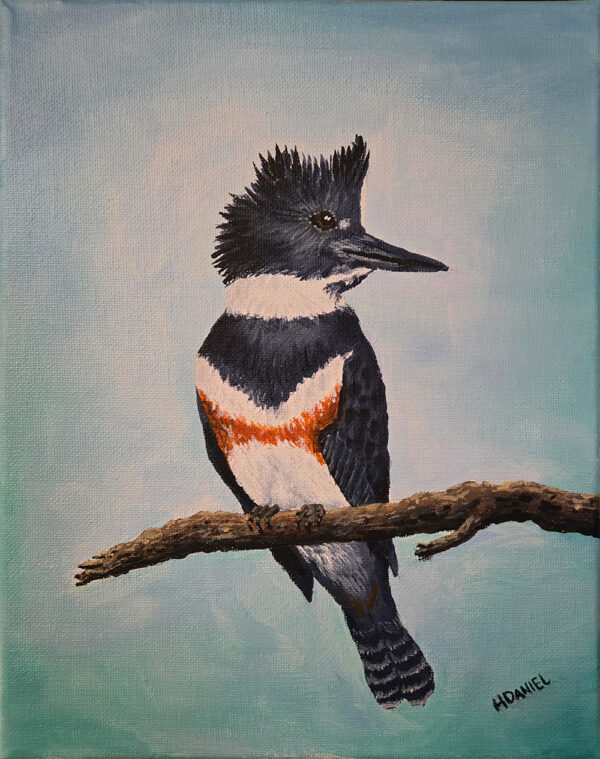 Belted Kingfisher on Branch