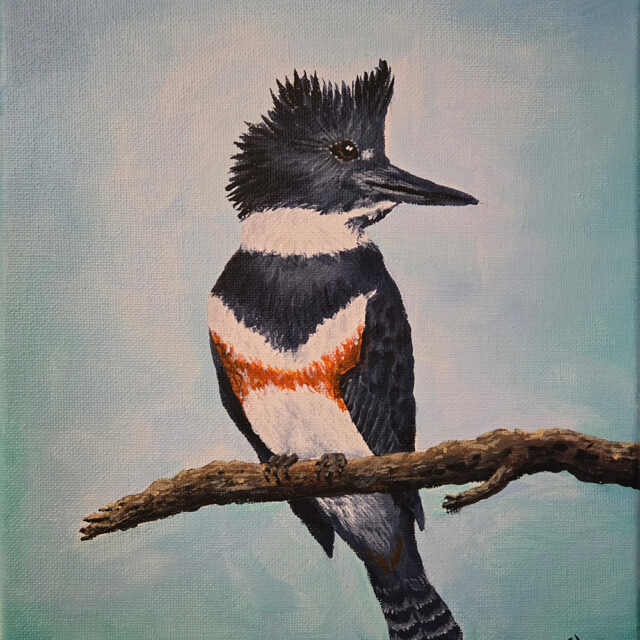 Belted Kingfisher on Branch