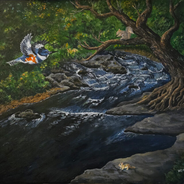 Kingfisher over a Mountain Stream