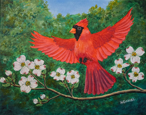 Cardinal in Flight with Dogwood Blossoms