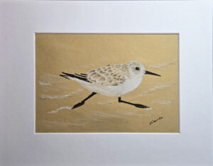 Sandpiper Charcoal Drawing