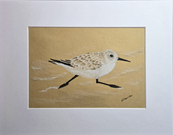 Sandpiper Charcoal Drawing