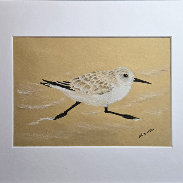 Sandpiper Charcoal Drawing