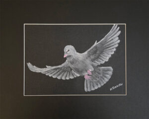 White Dove Charcoal Drawing