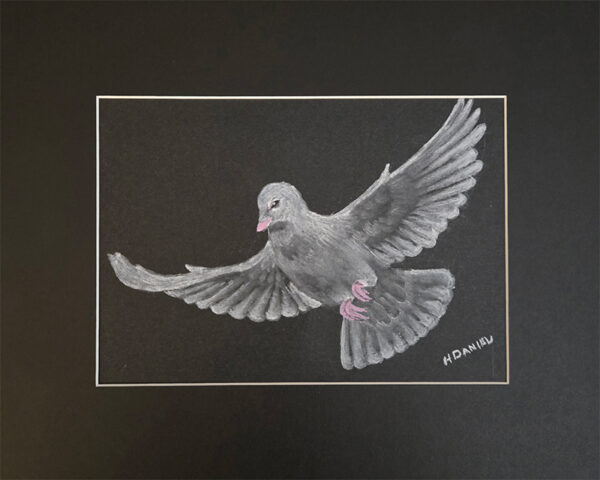 White Dove Charcoal Drawing