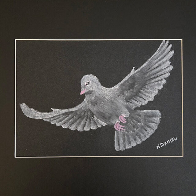 White Dove Charcoal Drawing