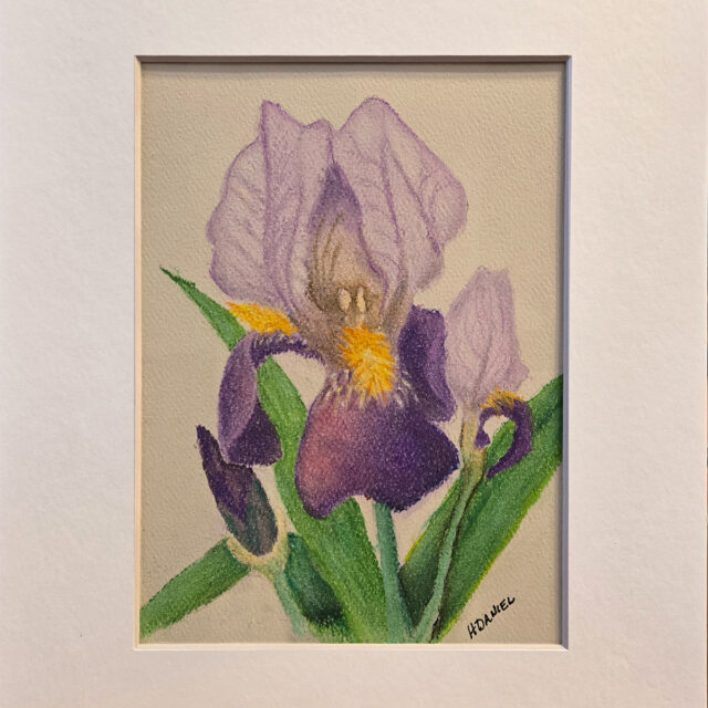 Bearded Iris