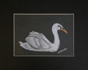 Swan - White Charcoal Drawing