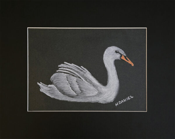 Swan - White Charcoal Drawing
