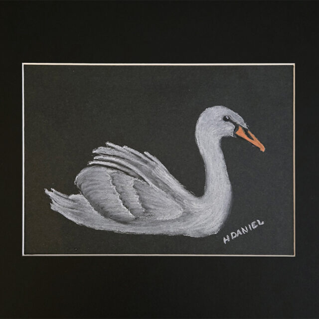 Swan - White Charcoal Drawing