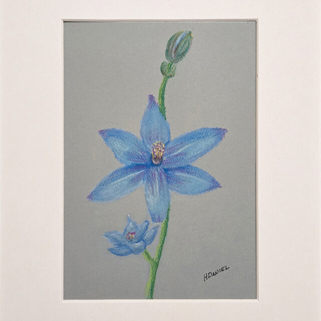 Blue Orchid