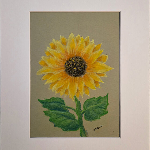 Sunflower Pastel 01