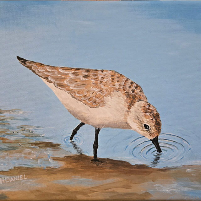 Sandpiper on Still Waters