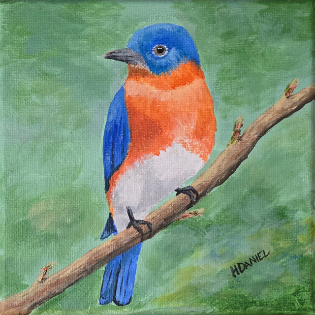 Bluebird 6x6