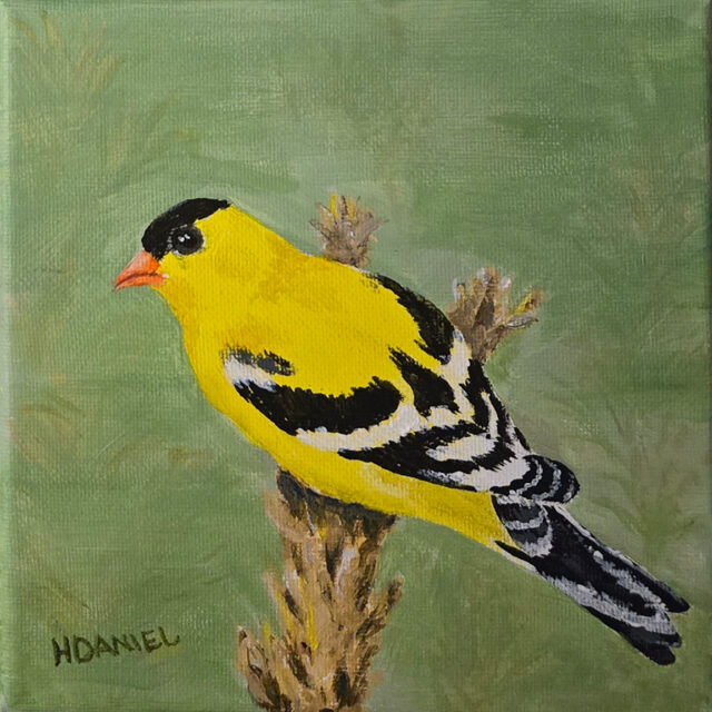 Goldfinch 6x6