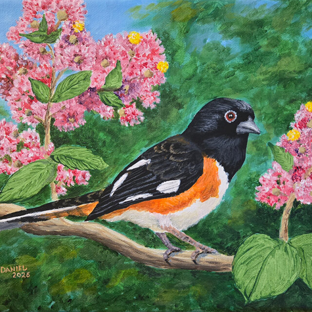 Eastern Towee in a Crepe Myrtle