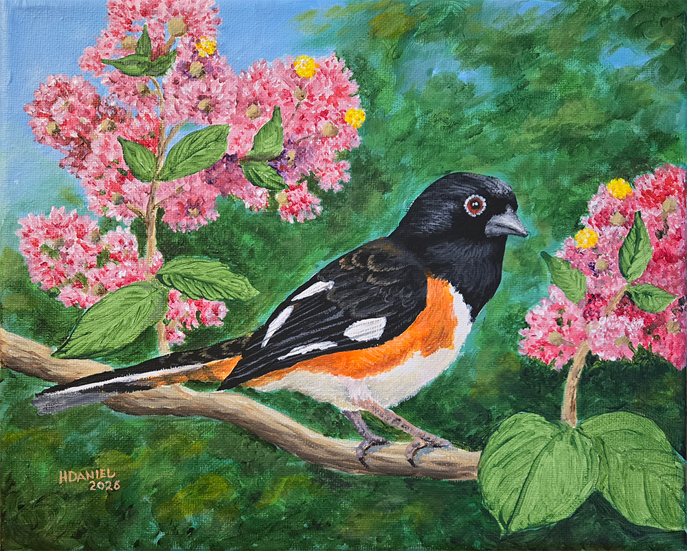 Eastern Towee in a Crepe Myrtle