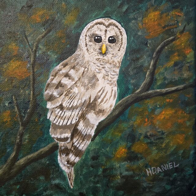 Barred Owl 6x6