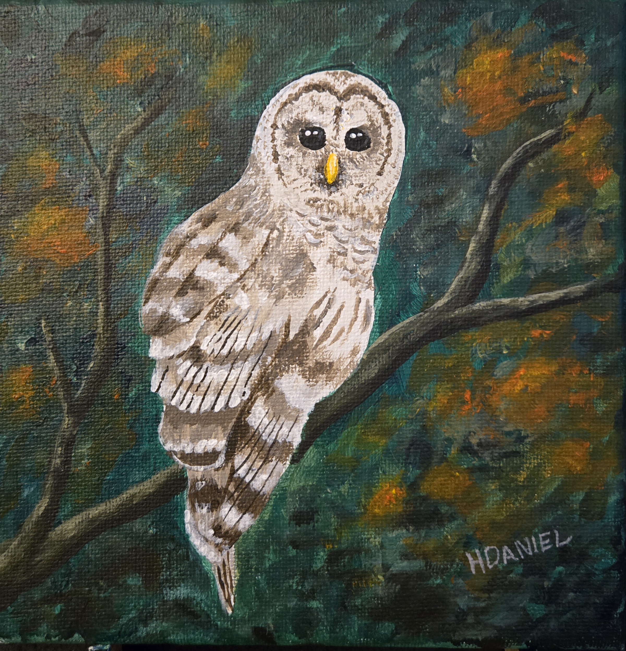 Barred Owl 6x6